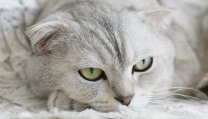 中国米兰-日本上调最低工资，涨幅创纪录