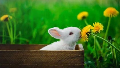 中国米兰-日本上调最低工资，涨幅创纪录